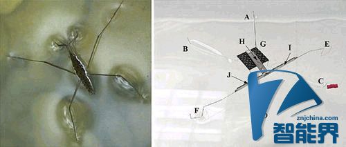 水上漂并非傳說(shuō)，這個(gè)機(jī)器人就做到了