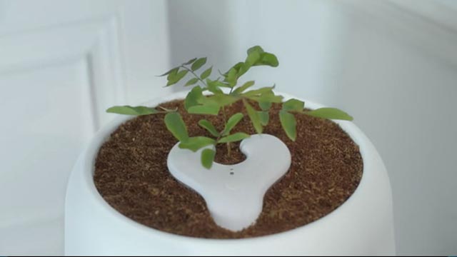 驚！還有這種操作 將綠植種在骨灰盒上