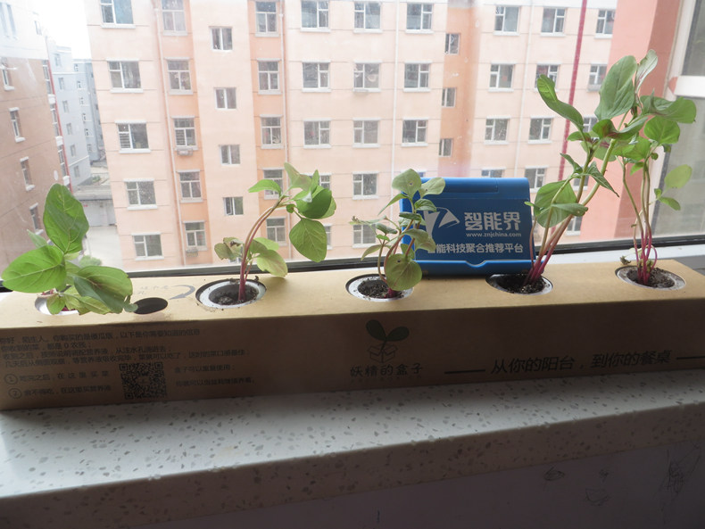 妖精的盒子——放心蔬菜自己種，美味新鮮帶回家